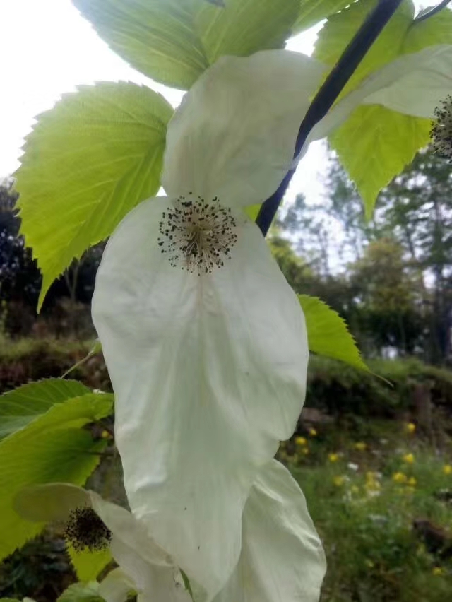 珙桐花