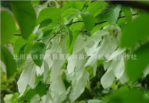 珙桐花