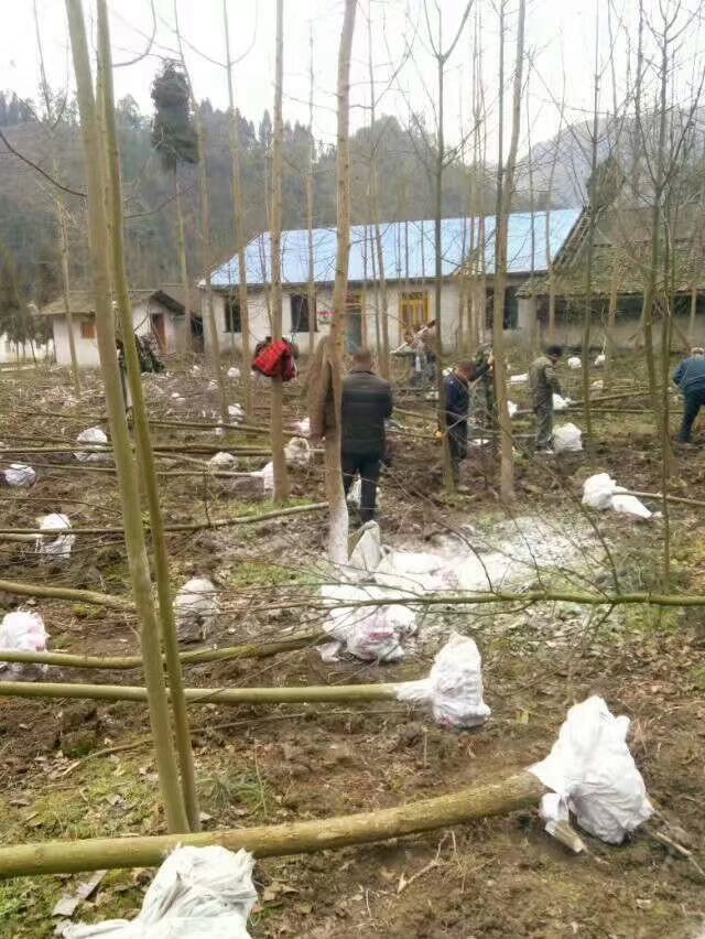 珙桐树