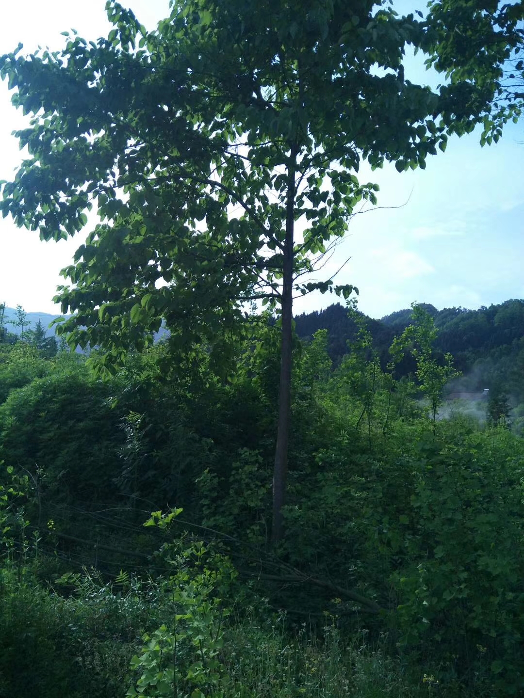 珙桐树