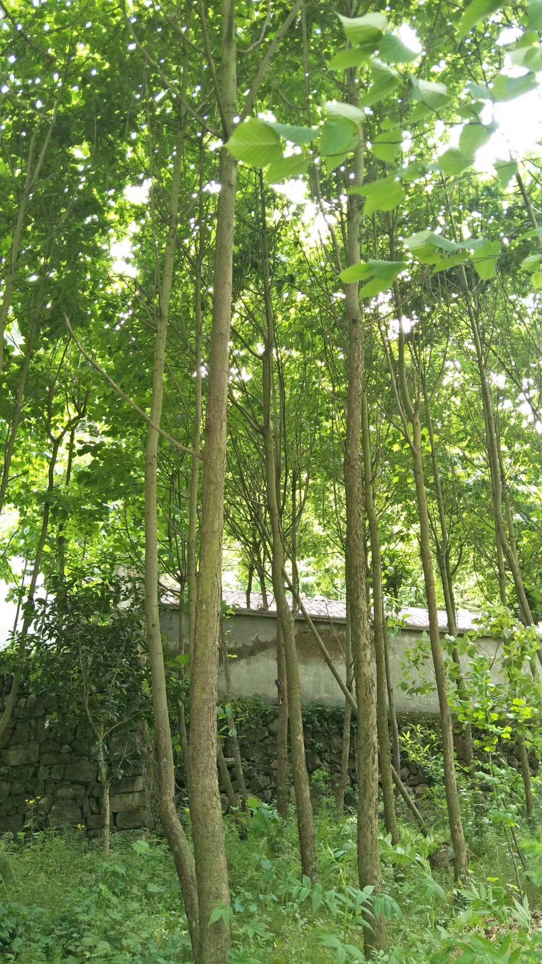 珙桐简介
