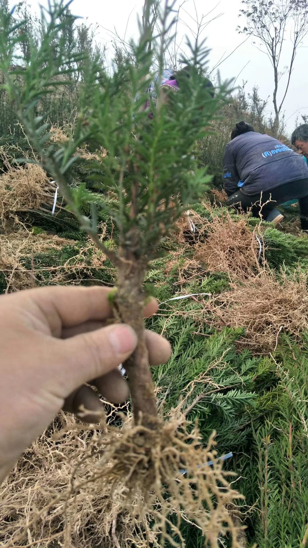 曼地亚红豆杉粗干苗