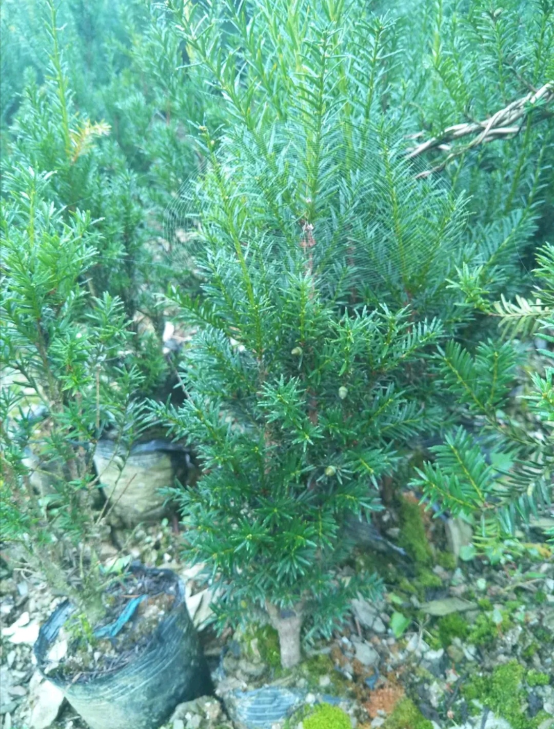挂果带花蕾杯苗