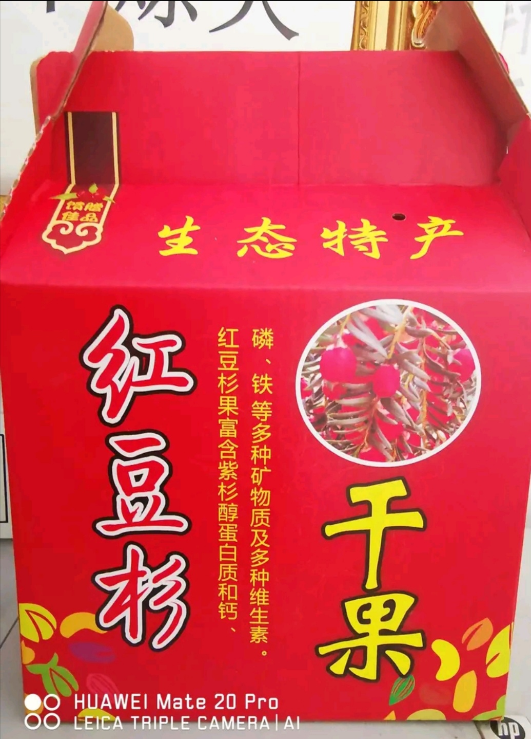红豆杉果