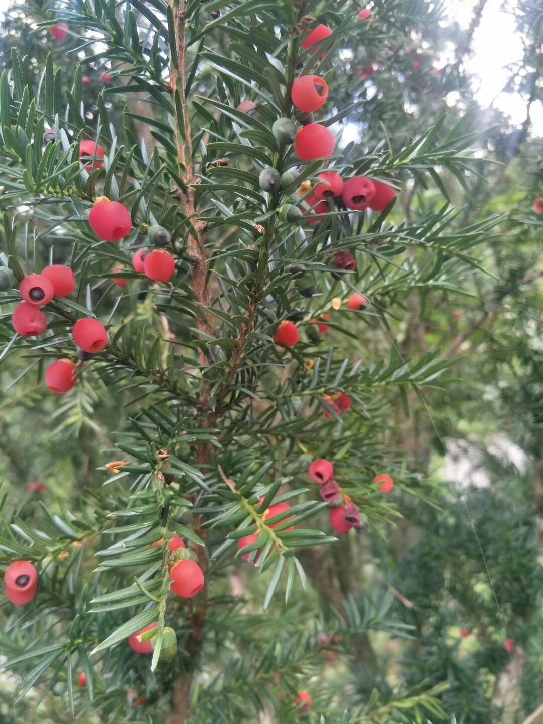 红豆杉果