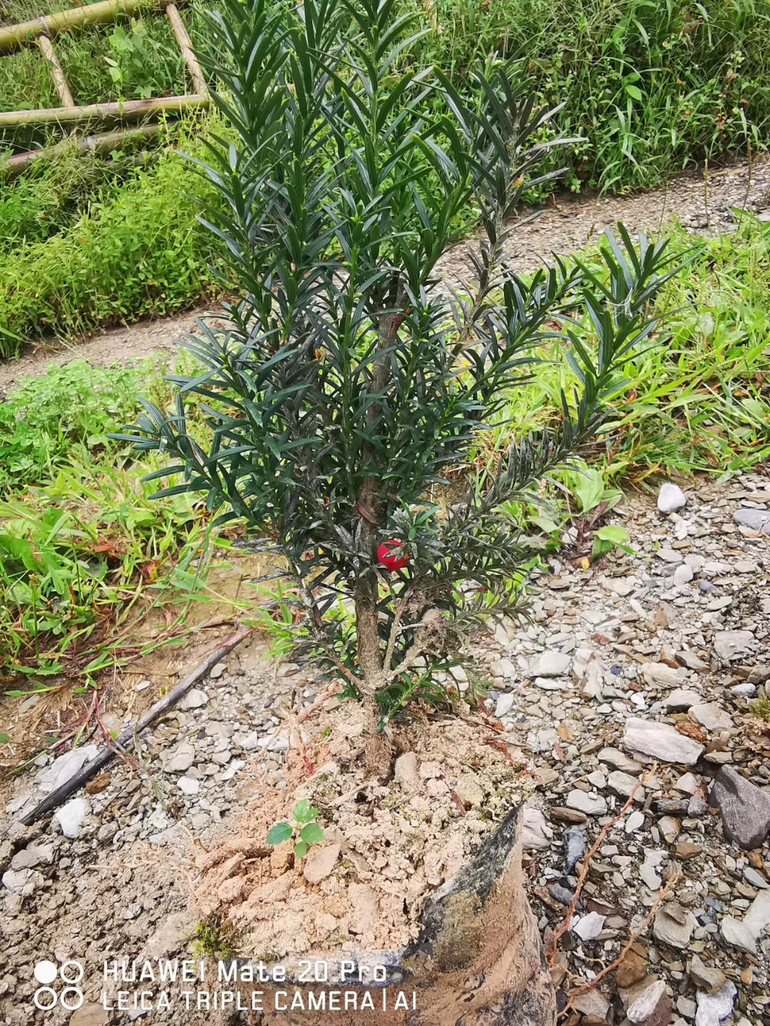 红豆杉杯苗