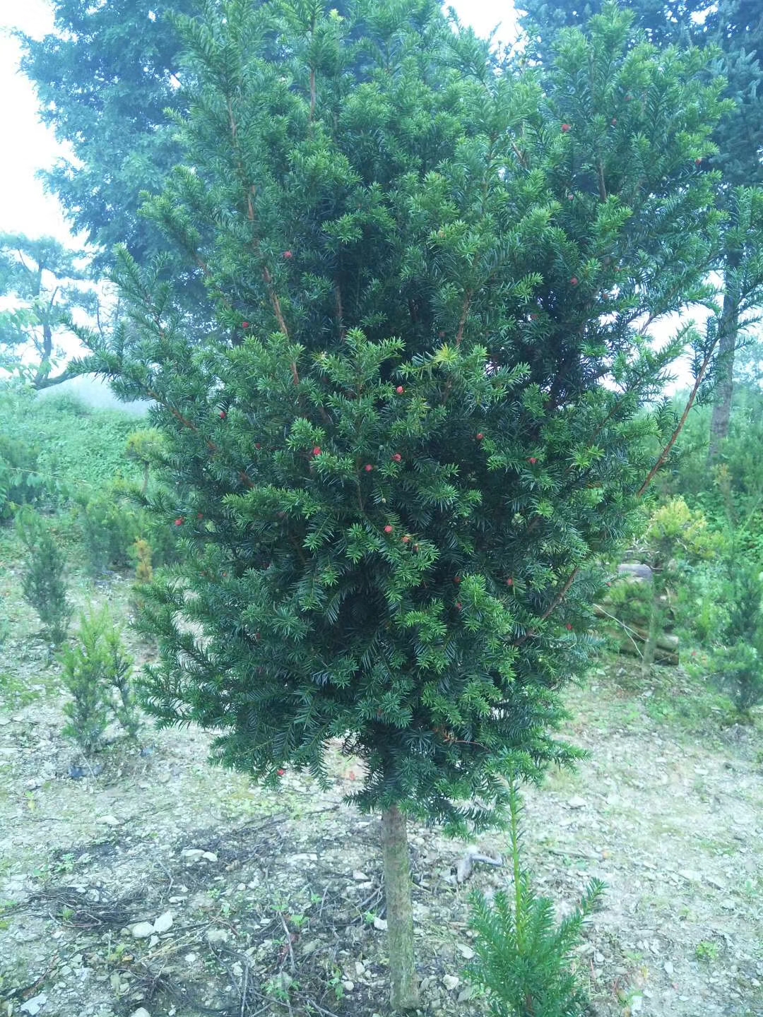 红豆杉盆景苗