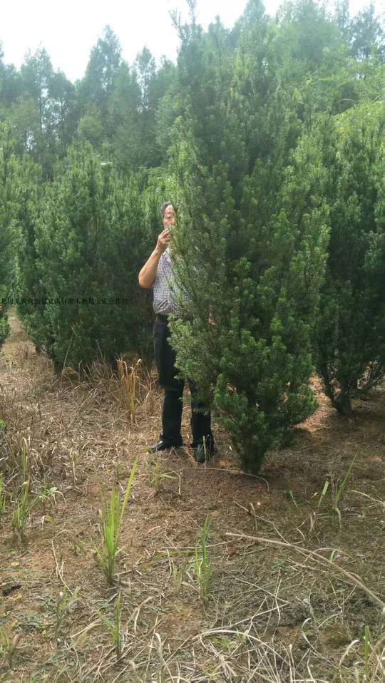 红豆杉简介
