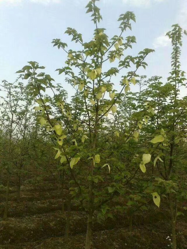 珙桐苗