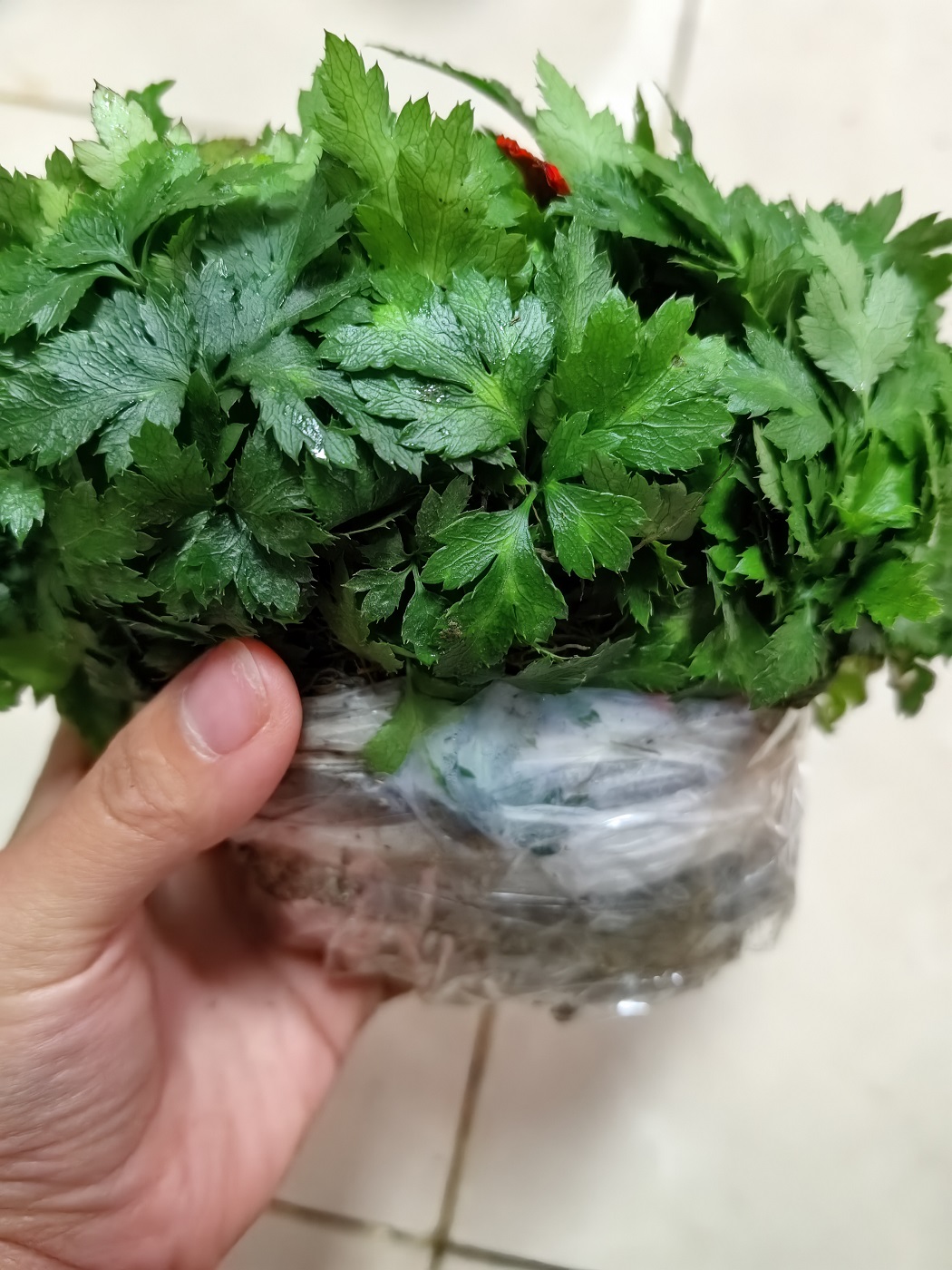 黄连