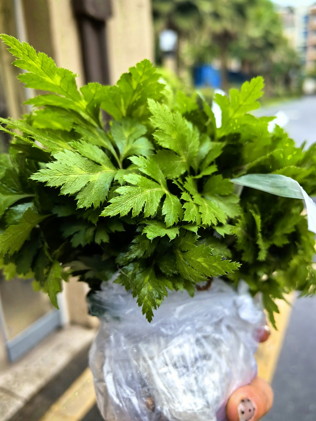 黄连