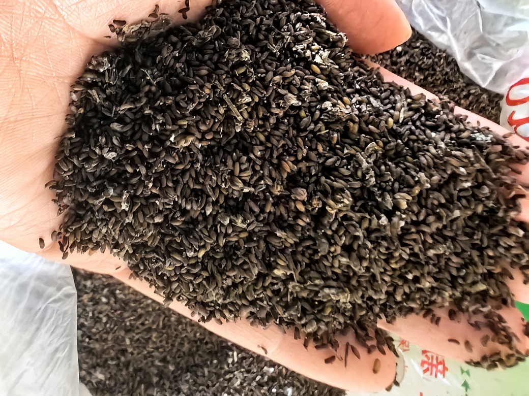 黄连种子