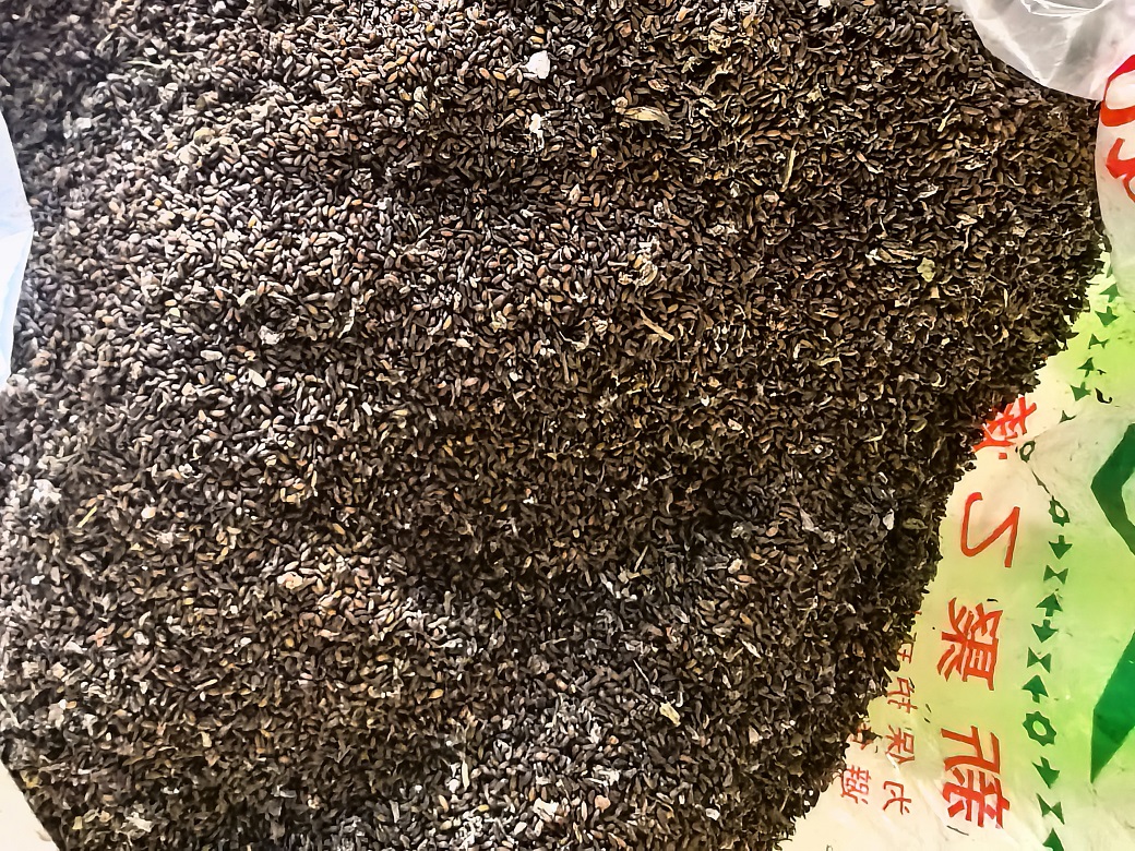 黄连种子